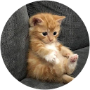 Simon Simon